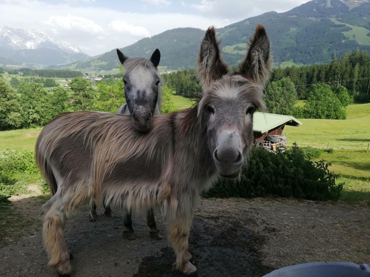 Oberstockinghof Hotel Saalfelden am Steinernen Meer Kültér fotó